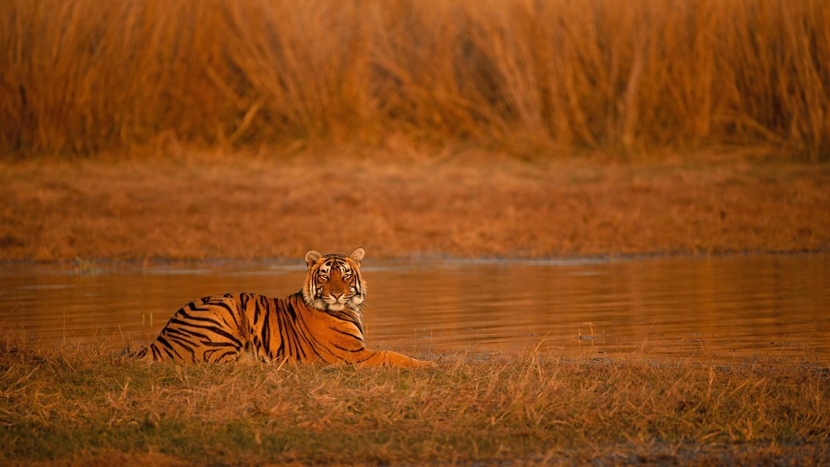 Ranthambore National Park