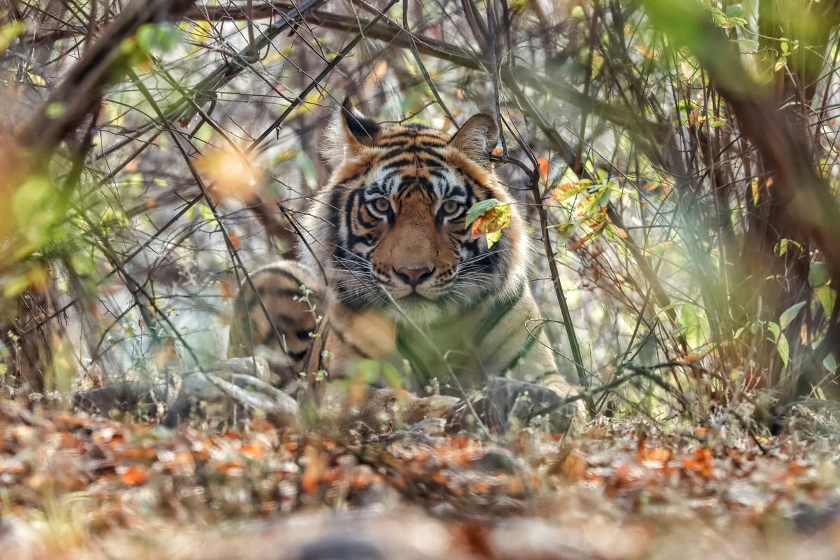 Bengal tiger in Ranthambore