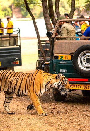 Ranthambore