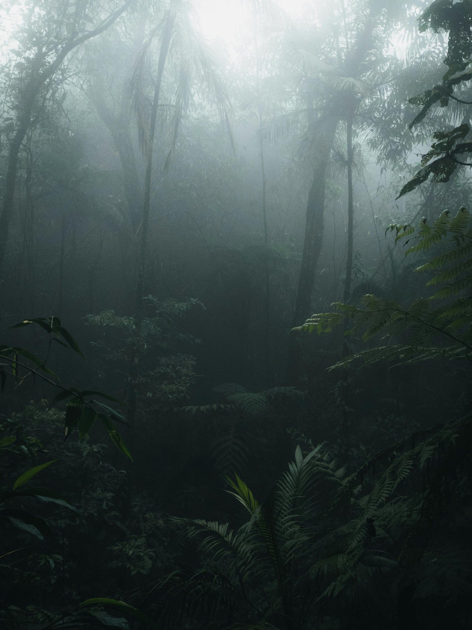Kanha — Kipling's Jungle Book