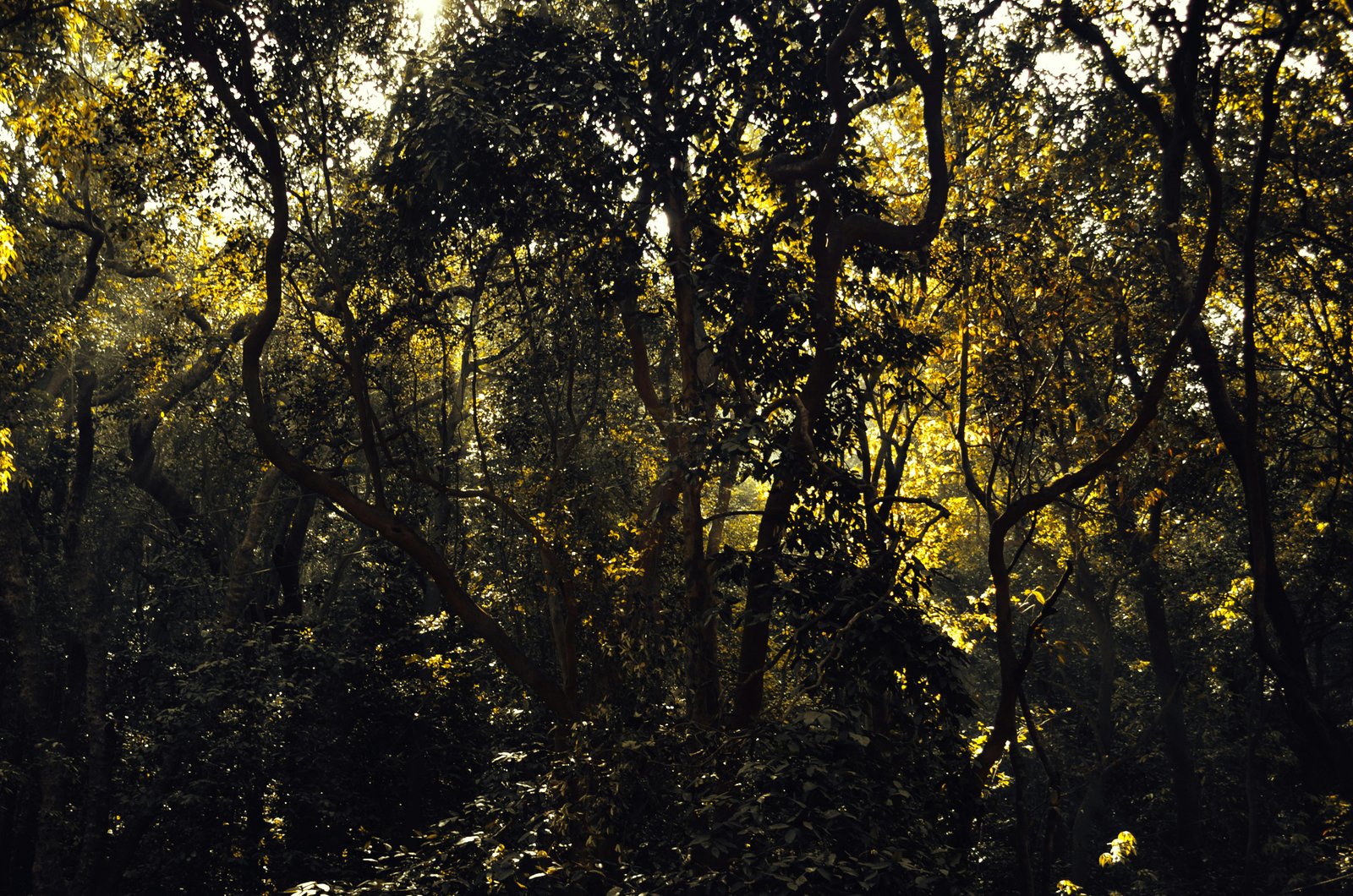 Pench — Into the Wild