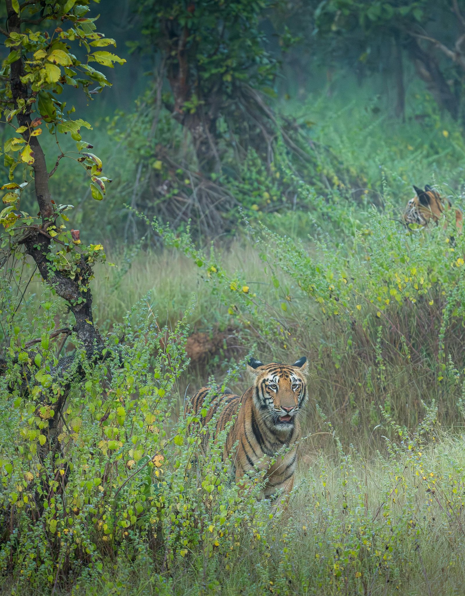 Kanha — River Trail & Tribal Visit