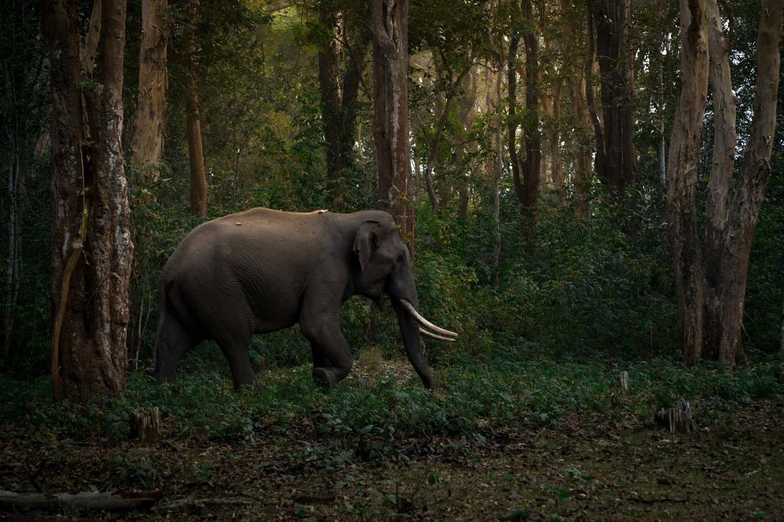 Banjaar Tola, A Taj Safari