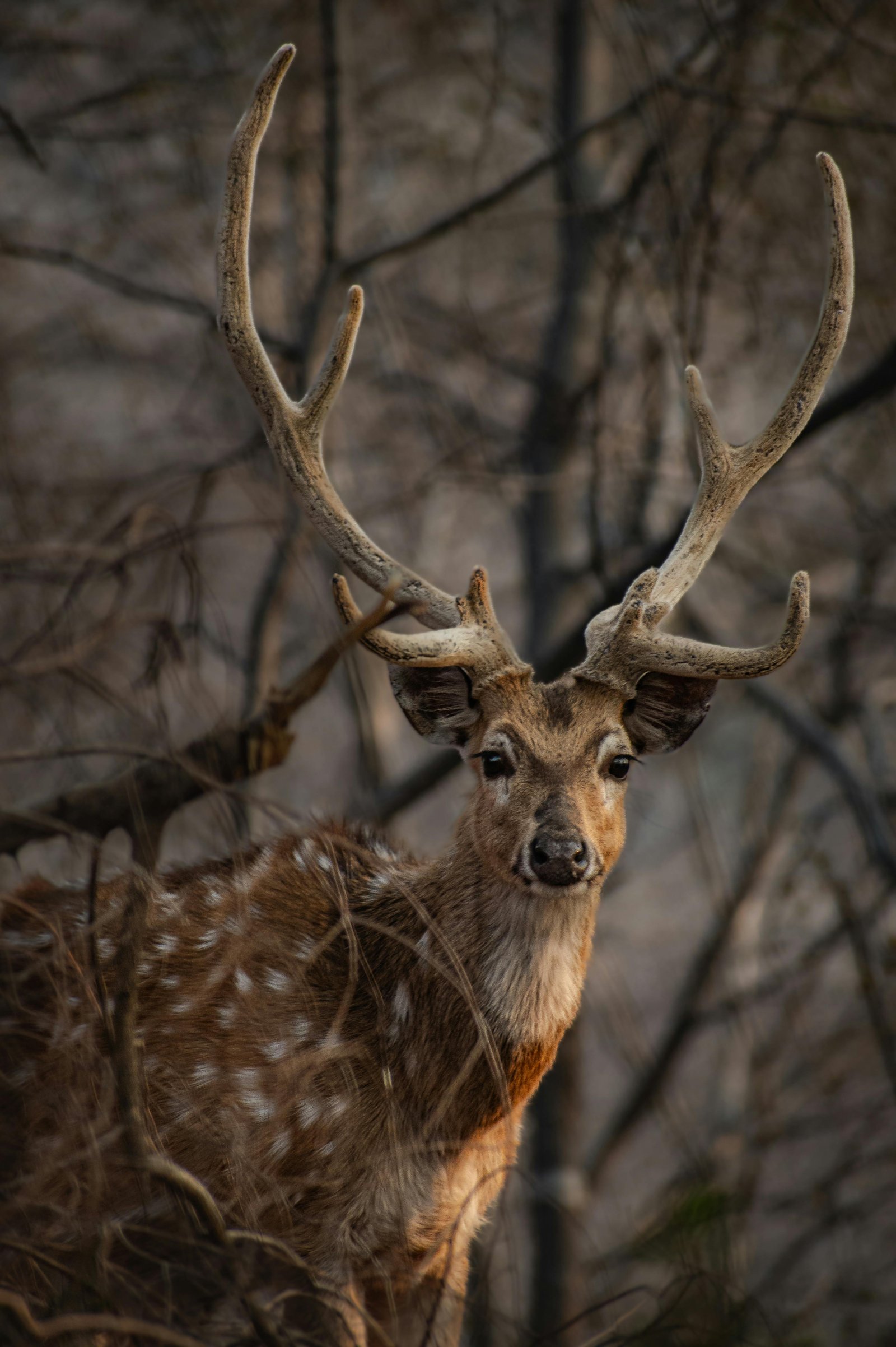 Bandhavgarh