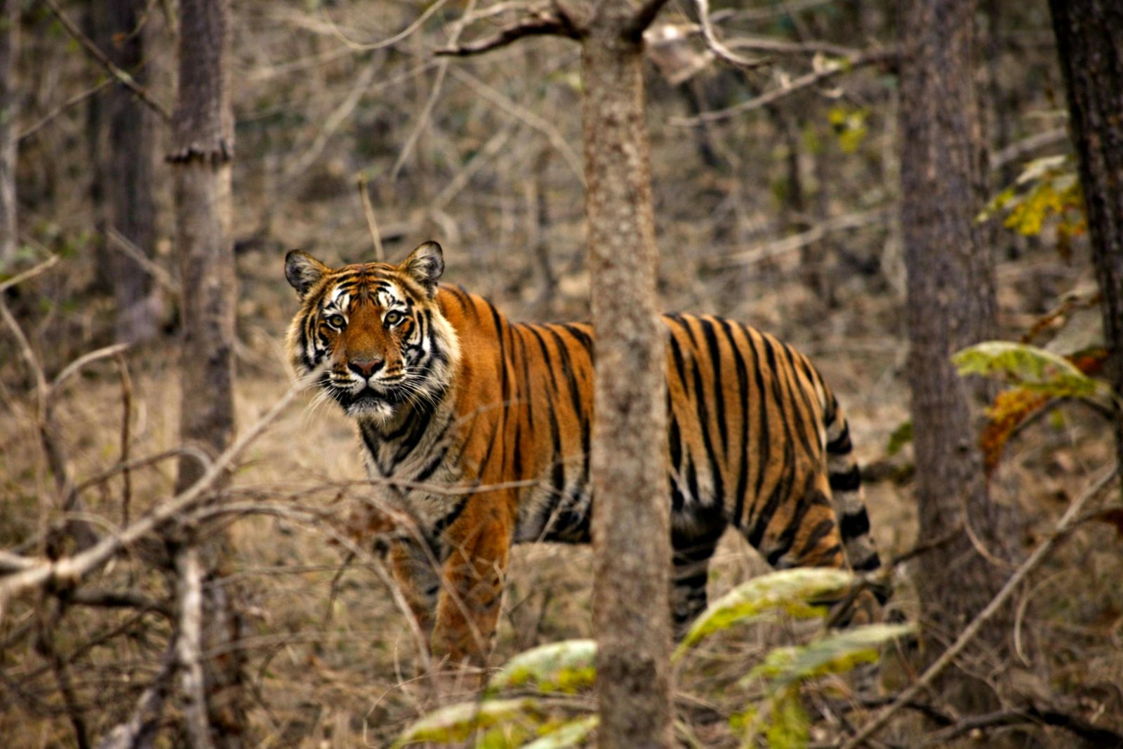 Ranthambore &mdash; Bengal tiger in the wild